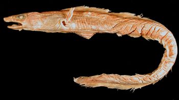 Media type: image; Ichthyology 28460